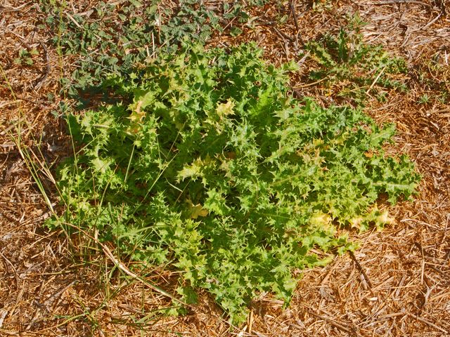 Scolymus hispanicus